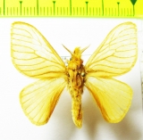 Lasiocampidae sp.  Bolivia - INSECTS-STORE.RU