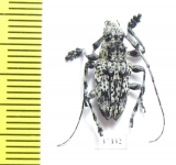 Cerambycidae sp.  Ecuador - INSECTS-STORE.RU