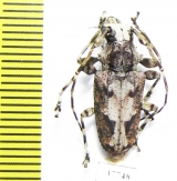 Cerambycidae sp.  Honduras - INSECTS-STORE.RU