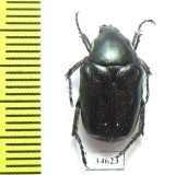 Aethiessa ? rugipennis  Jordan - INSECTS-STORE.RU