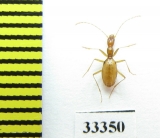 Aphaenops colluvii  France - INSECTS-STORE.RU