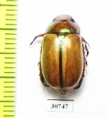 Anoplognathus rothschildti  Australia - INSECTS-STORE.RU