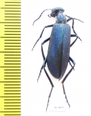 Cyaneolytta sp.  Zimbabwe - INSECTS-STORE.RU