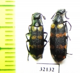 Meloidae sp.  South Africa Rep. - INSECTS-STORE.RU