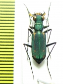 Calochroa interruptofasciata  Thailand - INSECTS-STORE.RU