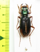 Tetracha brasiliensis  Paraguay - INSECTS-STORE.RU