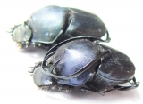 Proagoderus gibbiramus, pair  Tanzania - INSECTS-STORE.RU