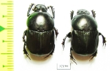 Onitis sp., pair  South Africa Rep. - INSECTS-STORE.RU