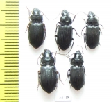 Carabidae sp.  Ethiopia - INSECTS-STORE.RU