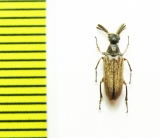 Ripiphoridae, Ptilophorus dufouri, male  Turkey - INSECTS-STORE.RU