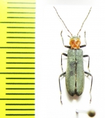 Ischnomera sp.  Turkey, Amasya prov. - INSECTS-STORE.RU