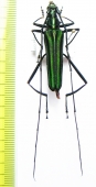 Chloridolum scytalicum  Malaysia, Borneo - INSECTS-STORE.RU