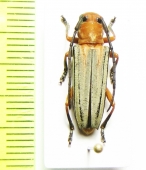 Stibara tricolor  Thailand - INSECTS-STORE.RU