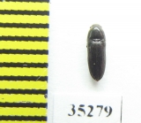 Dromaeolus barnabita  Russia, Tver reg. - INSECTS-STORE.RU