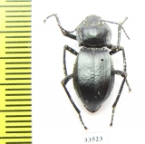 Cyphogenia lucifuga  Azerbaijan - INSECTS-STORE.RU