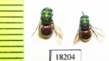 Chrysididae sp.  Kazakhstan - INSECTS-STORE.RU