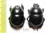 Thorectes armifrons  Morocco - INSECTS-STORE.RU