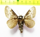 Lasiocampidae sp.?  Honduras - INSECTS-STORE.RU