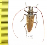 Cerambycidae sp.  Ecuador - INSECTS-STORE.RU