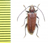 Callidiellum rufipenne  Japan - INSECTS-STORE.RU