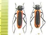 Amarysius duplicatus, pair  Kazakhstan - INSECTS-STORE.RU