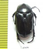 Aethiessa ? rugipennis  Iran, Kurdistan prov. - INSECTS-STORE.RU