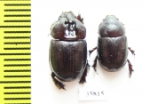 Orphninae sp., pair  Tanzania - INSECTS-STORE.RU