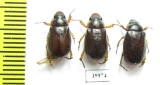 Rutelinae sp.  Tanzania - INSECTS-STORE.RU