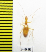 Aphaenops chappuisi  France - INSECTS-STORE.RU