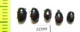 Atholus bimaculatus  Russia, Ingushetia reg. - INSECTS-STORE.RU