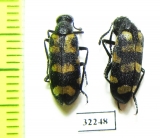 Meloidae sp.  South Africa Rep. - INSECTS-STORE.RU