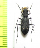 Stenolophyra saraliensis  Tanzania - INSECTS-STORE.RU