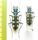 Calochroa mouhoti elegantula, pair  Thailand - INSECTS-STORE.RU
