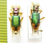 Tetracha ensenada, pair  Ecuador - INSECTS-STORE.RU