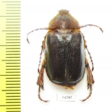 Sparrmannia sp.  Congo - INSECTS-STORE.RU