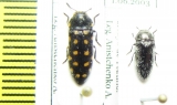 Acmaeodera degener quatuordecimpunctata, A.languinosa  Spain - INSECTS-STORE.RU