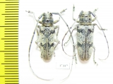 Prosopocera sp., pair  South Africa Rep. - INSECTS-STORE.RU