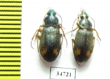 Carabidae sp.  Ethiopia - INSECTS-STORE.RU