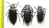 Prionus coriarius, pair  Russia, Tver reg. - INSECTS-STORE.RU
