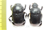 Onitis sp., pair  South Africa Rep. - INSECTS-STORE.RU