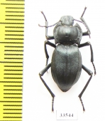 Cyphogenia lucifuga  Russia, Daghestan reg. - INSECTS-STORE.RU