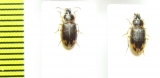 Carabidae sp.  South Africa Rep. - INSECTS-STORE.RU