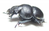 Lethrus frater, male  Tajikistan - INSECTS-STORE.RU
