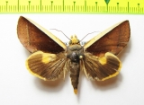 Noctuidae sp.  Bolivia - INSECTS-STORE.RU