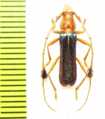 Compsocerus violaceus  Argentina - INSECTS-STORE.RU