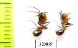 Formicidae sp.  South Africa Rep. - INSECTS-STORE.RU