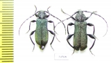 Ropalopus lederi, pair  Russia, Krasnodar reg. - INSECTS-STORE.RU