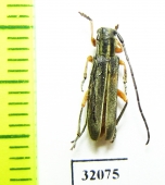 Phytoecia cinctipennis  Russia, Tuva reg. - INSECTS-STORE.RU