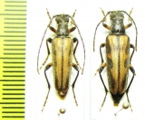 Dokhtouroffia nebulosa, pair  Kazakhstan - INSECTS-STORE.RU