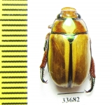 Anoplognathus rothschildti  Australia - INSECTS-STORE.RU